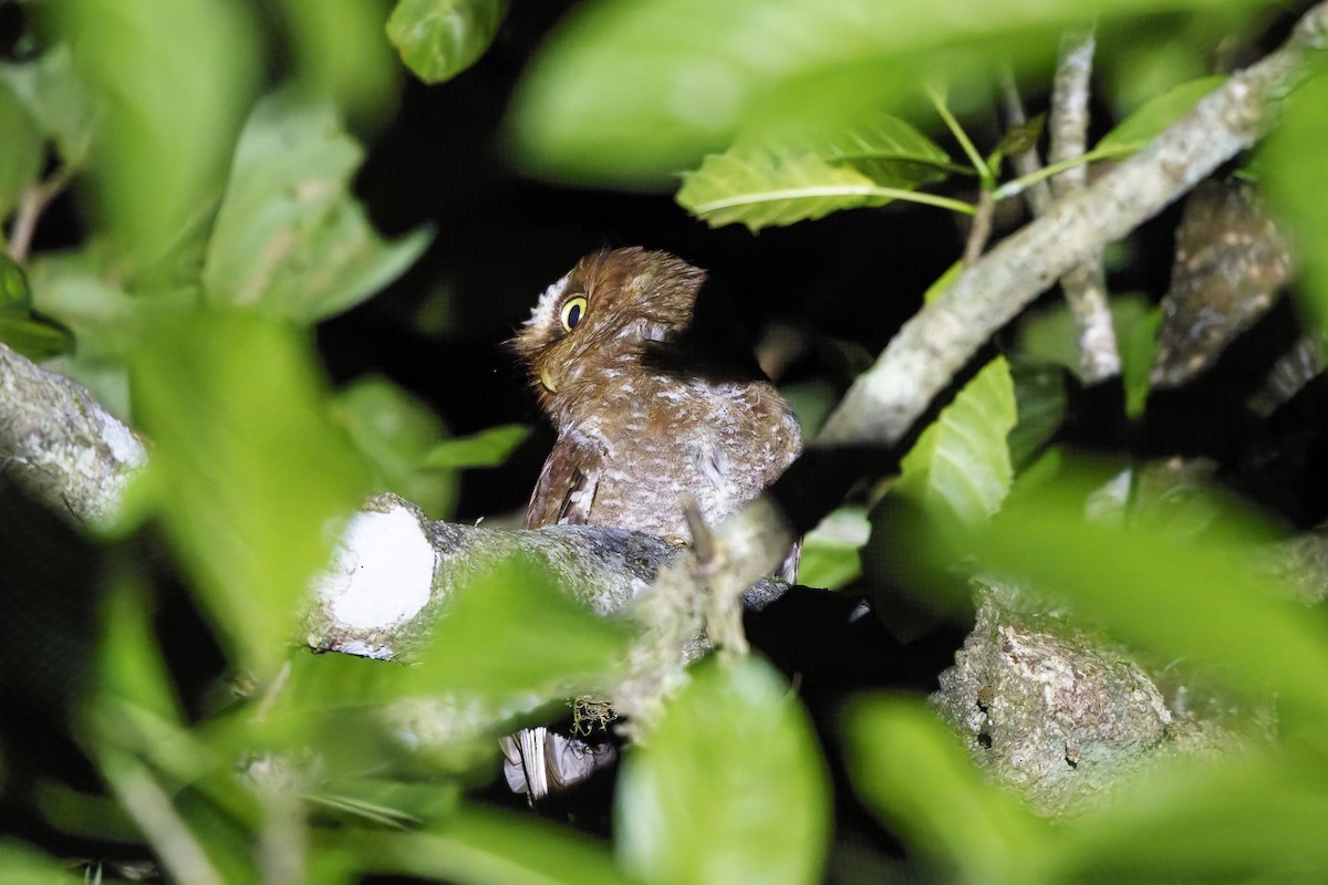 Сплюшка флореська - ML643123046