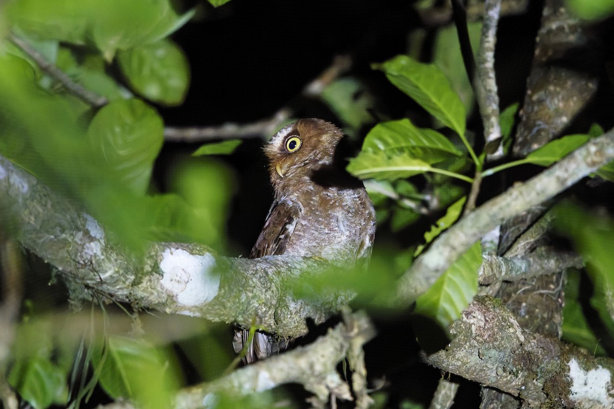 Сплюшка флореська - ML643123047