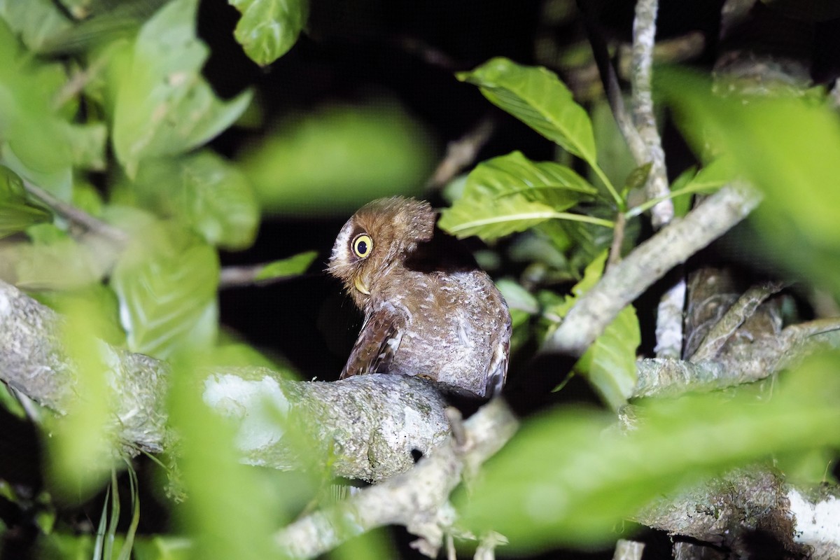 Сплюшка флореська - ML643123048