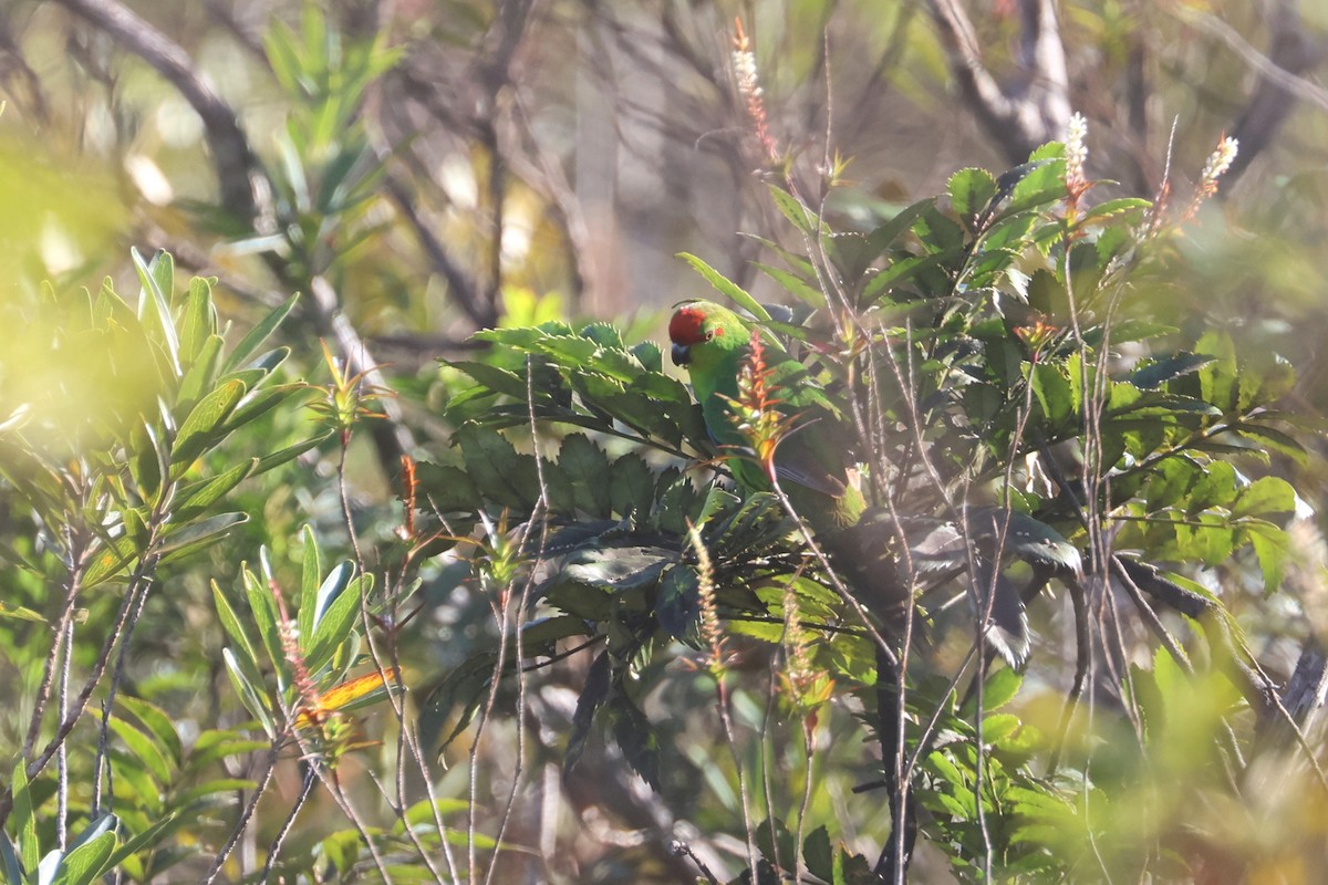 New Caledonian Parakeet - ML643123057