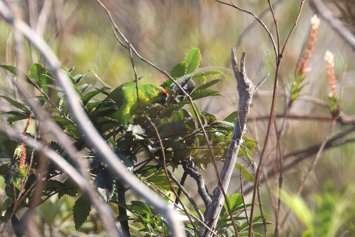 New Caledonian Parakeet - ML643123058