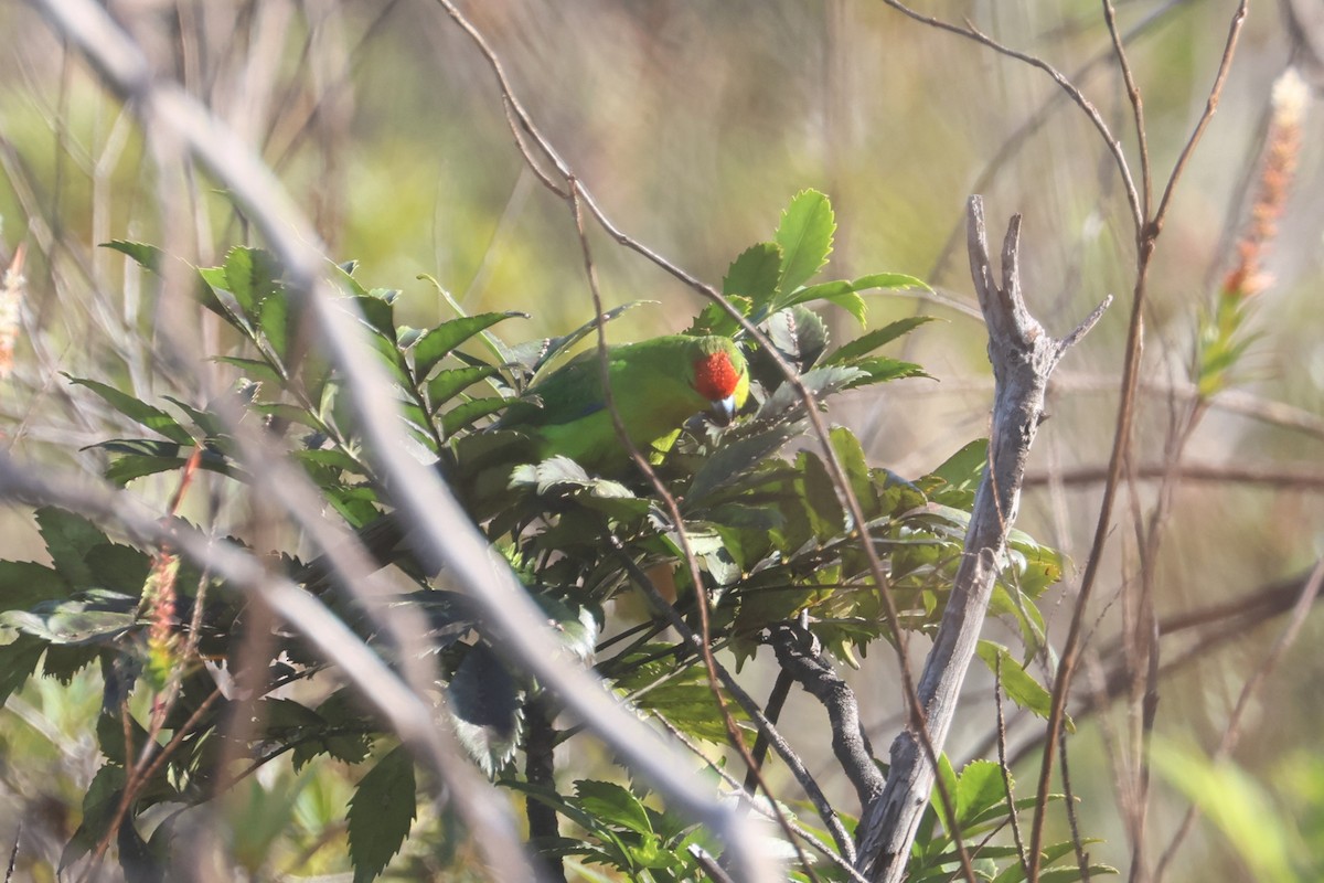 New Caledonian Parakeet - ML643123059