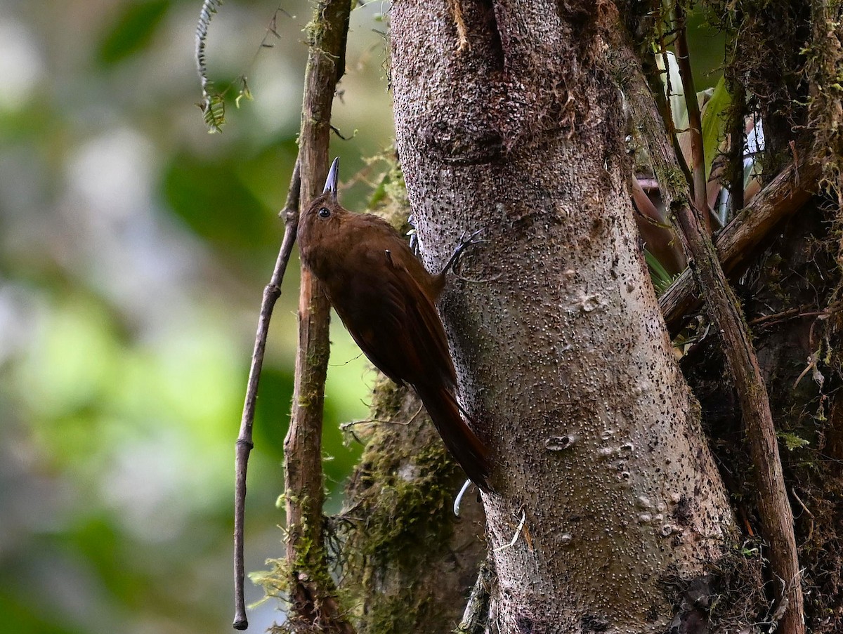 Tyrannine Woodcreeper - ML643123060