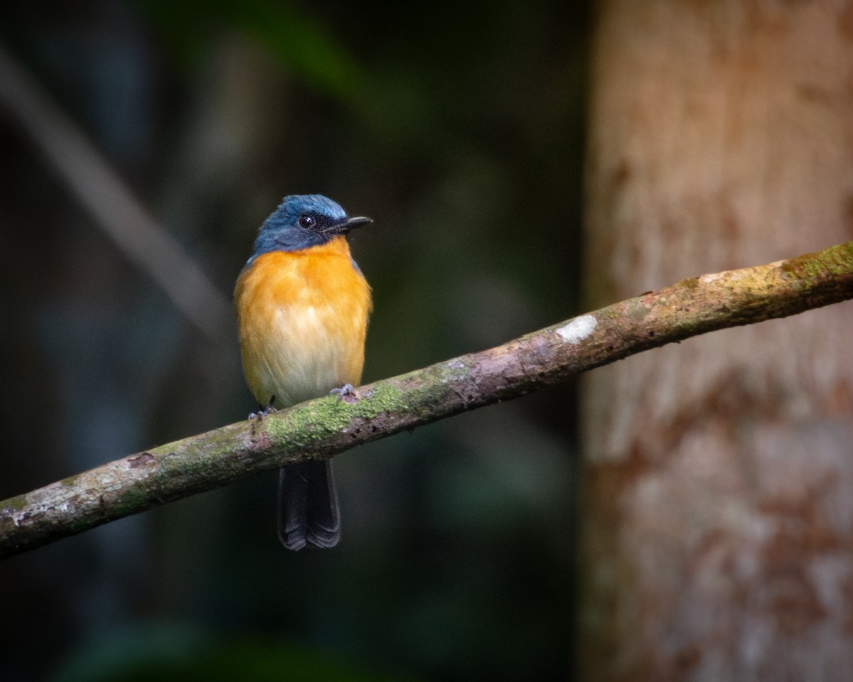 Javan Blue Flycatcher - ML643123062