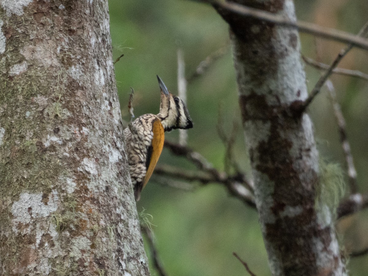Common Flameback - ML643123068