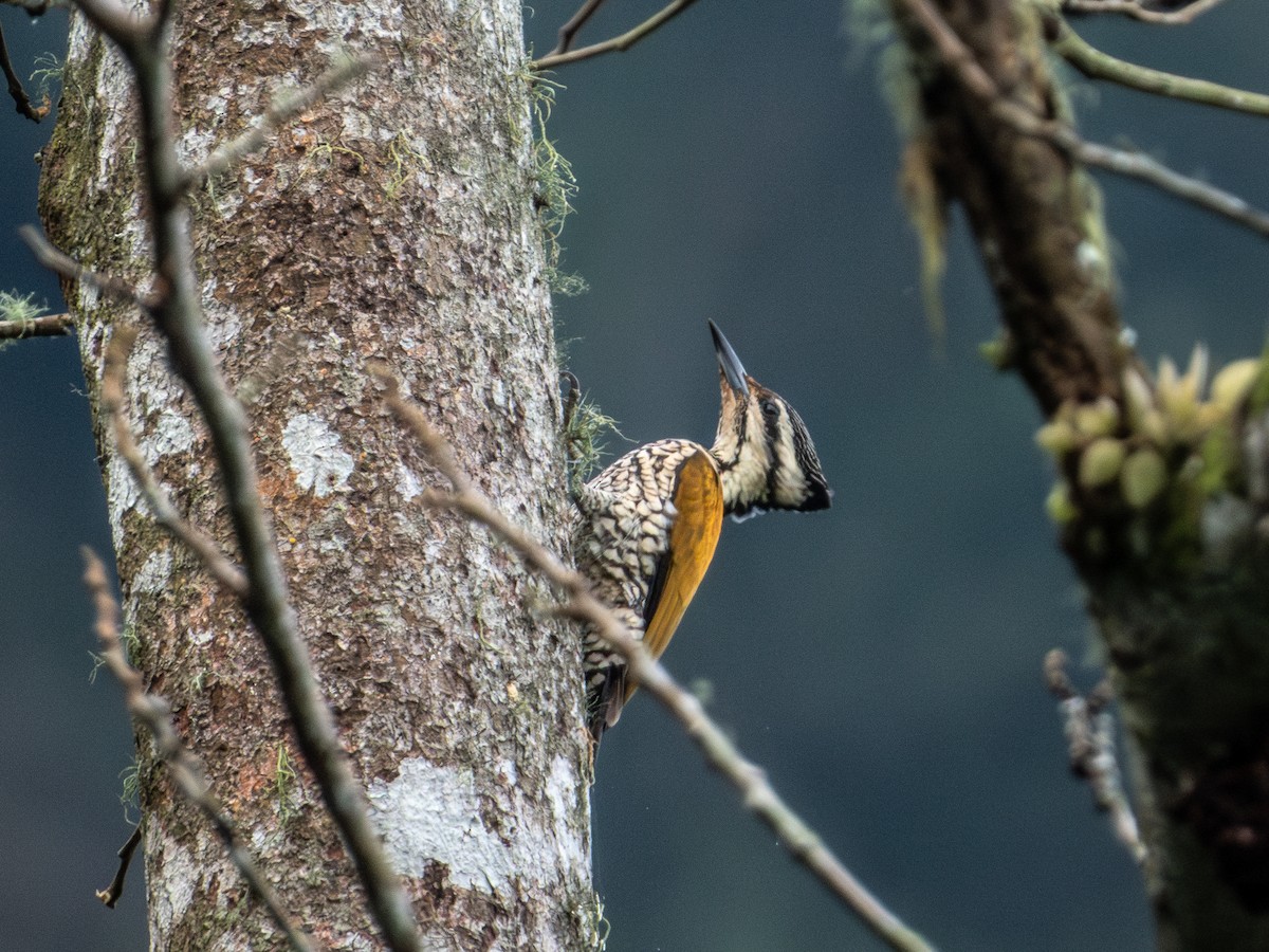 Common Flameback - ML643123069