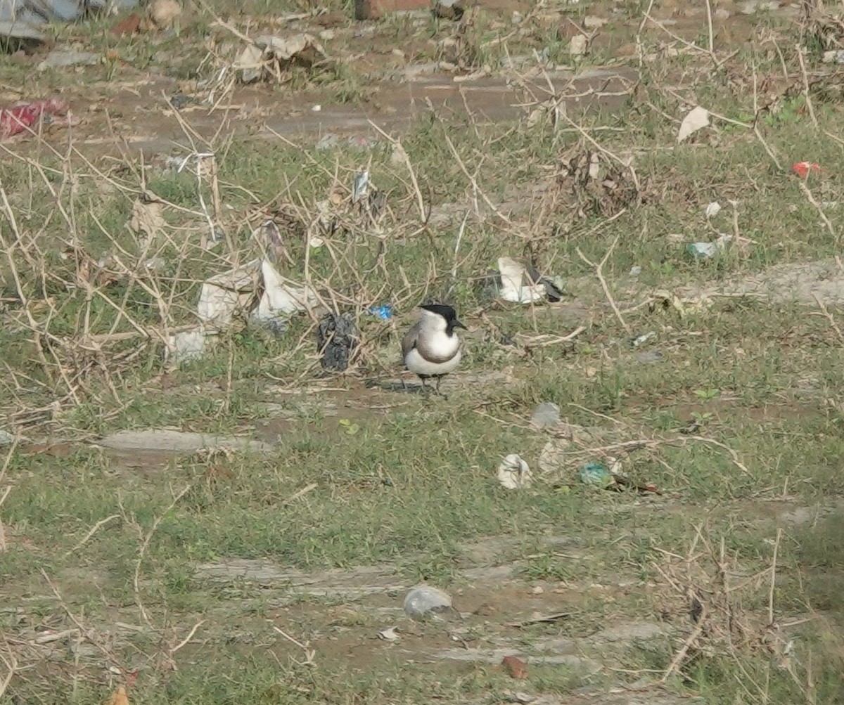 River Lapwing - ML643123090