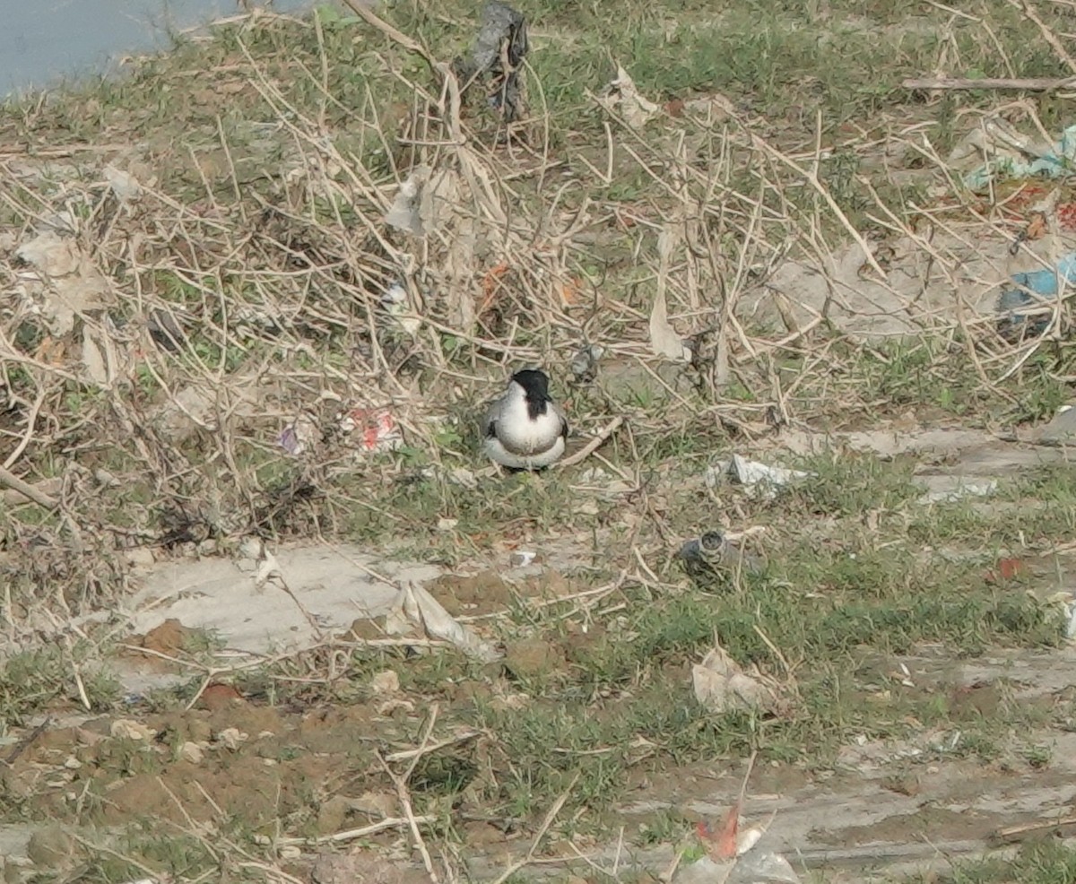 River Lapwing - ML643123091