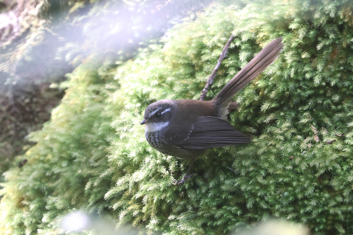 New Caledonian Streaked Fantail - ML643123102