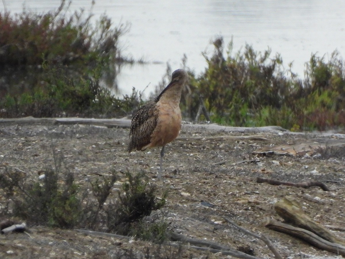 Long-billed Curlew - ML643123104
