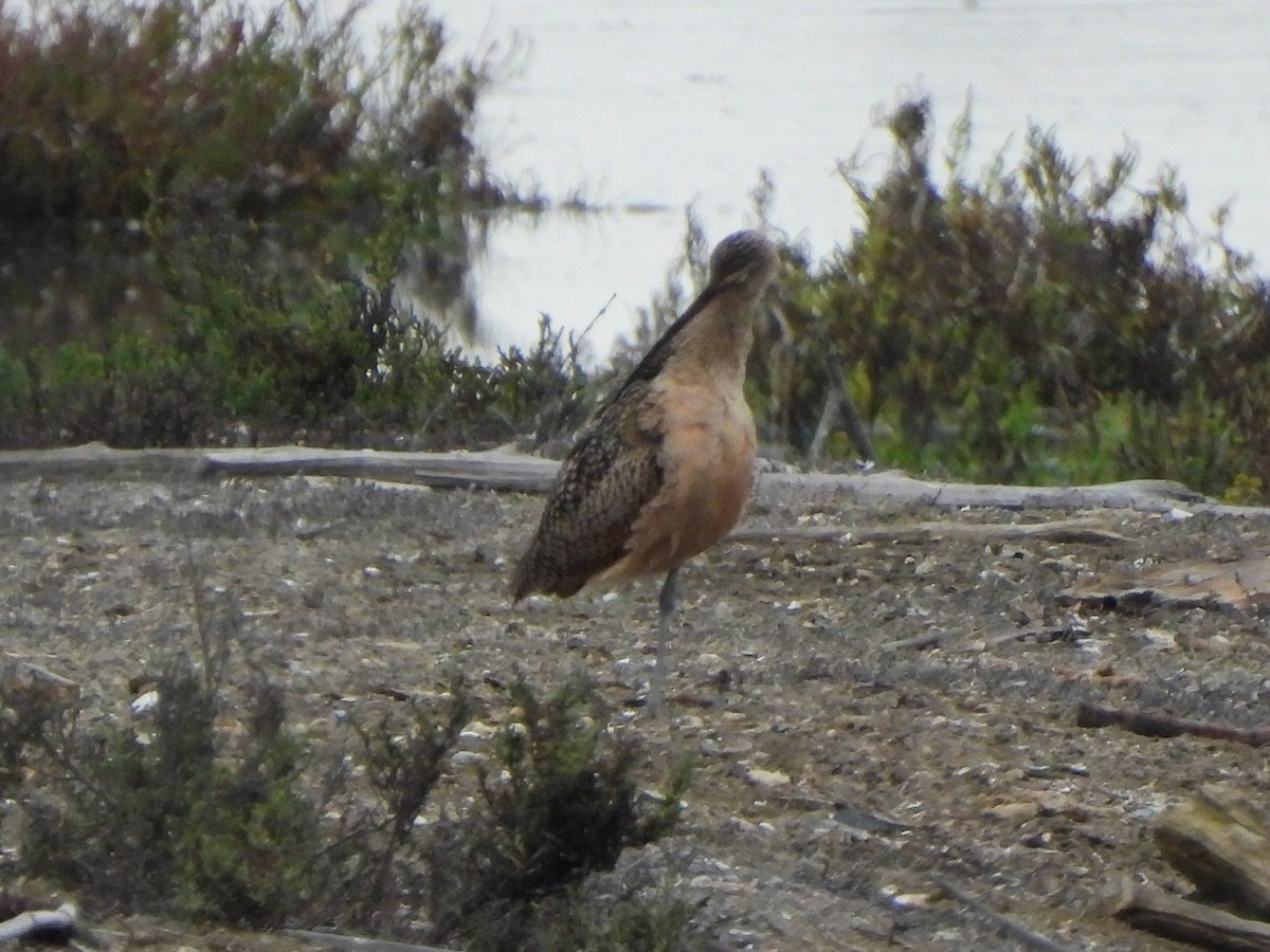 Long-billed Curlew - ML643123105