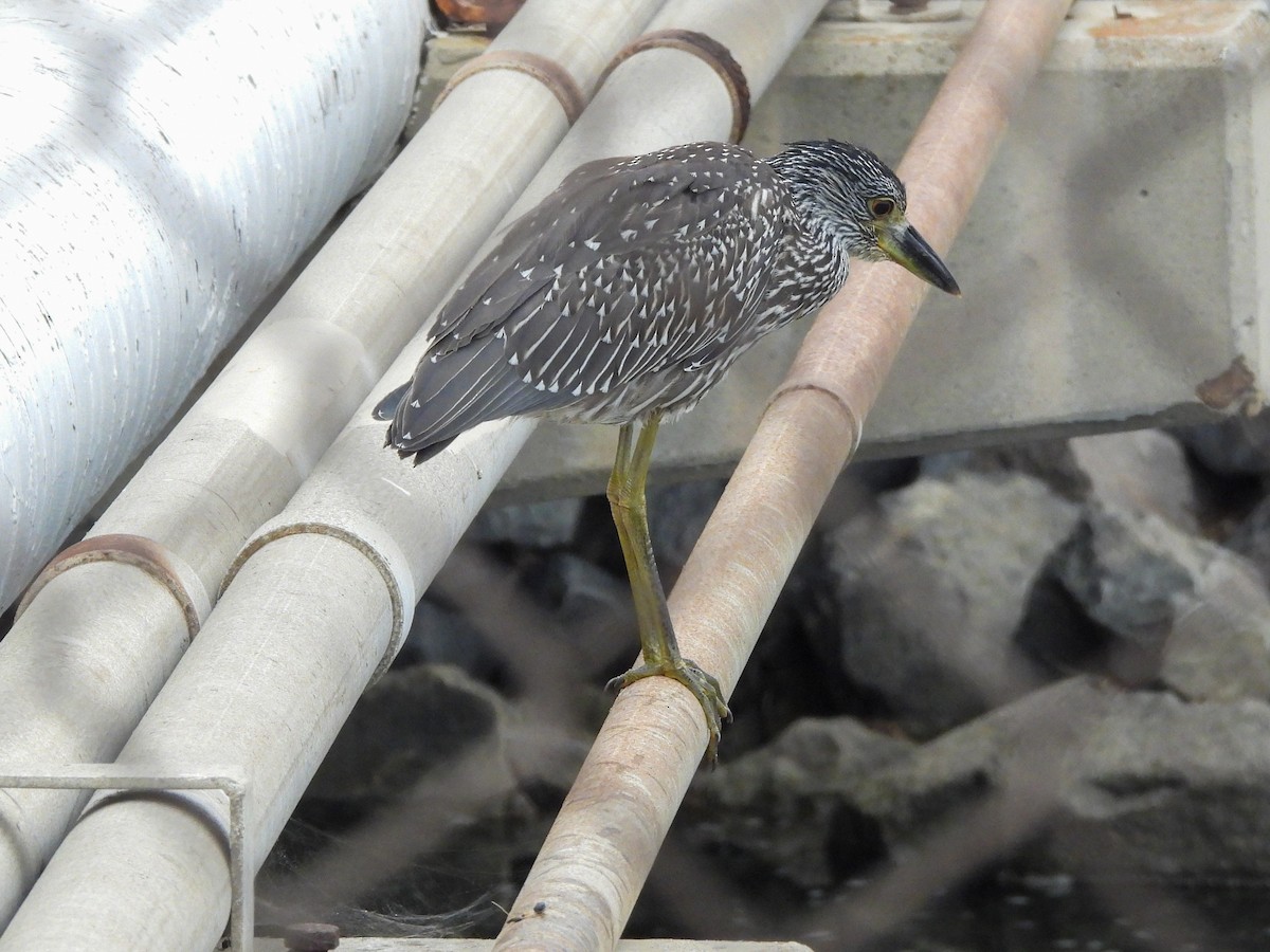 Yellow-crowned Night Heron - ML643123107