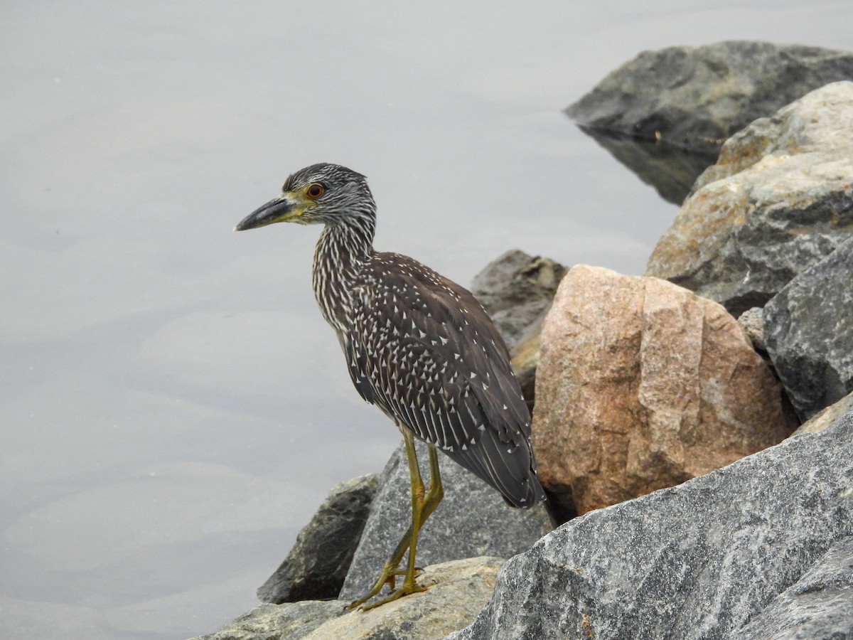 Yellow-crowned Night Heron - ML643123110