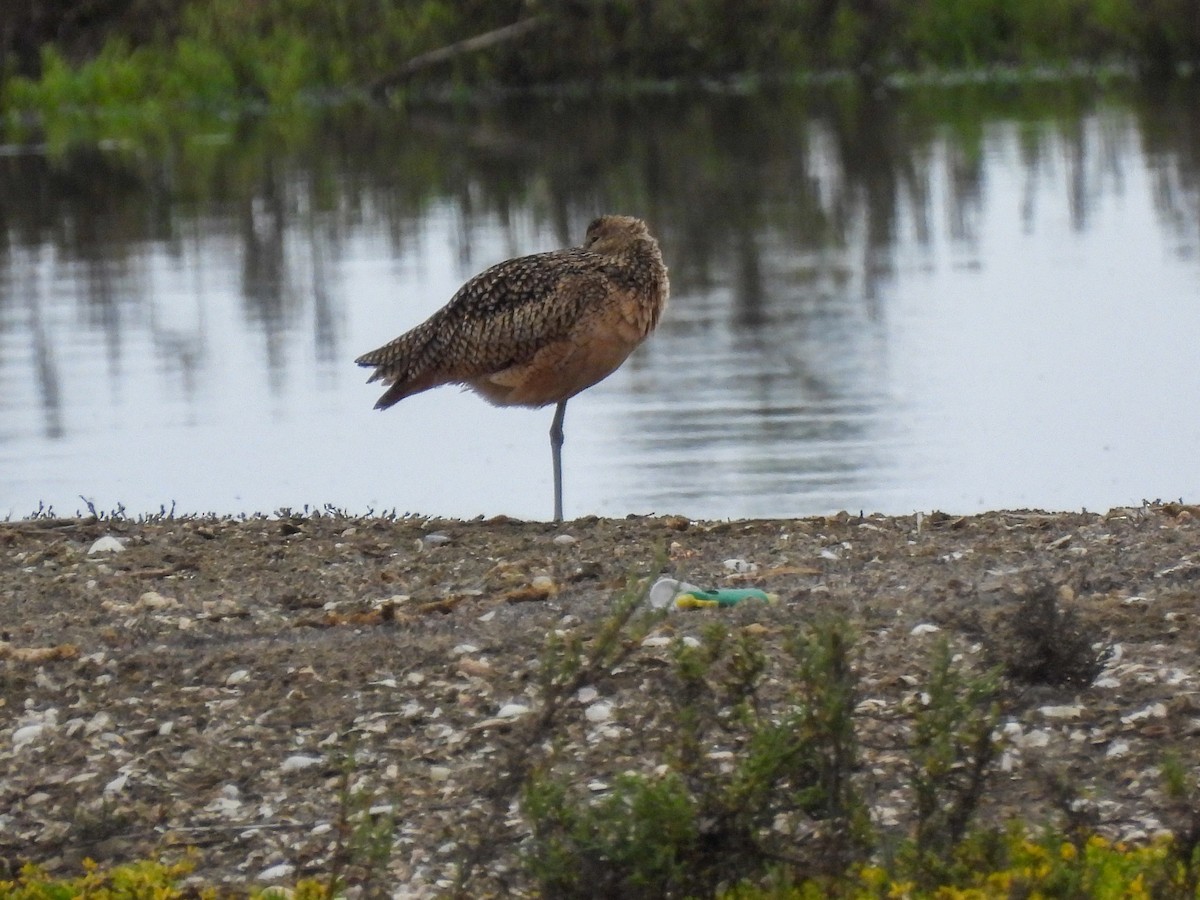 Long-billed Curlew - ML643123130
