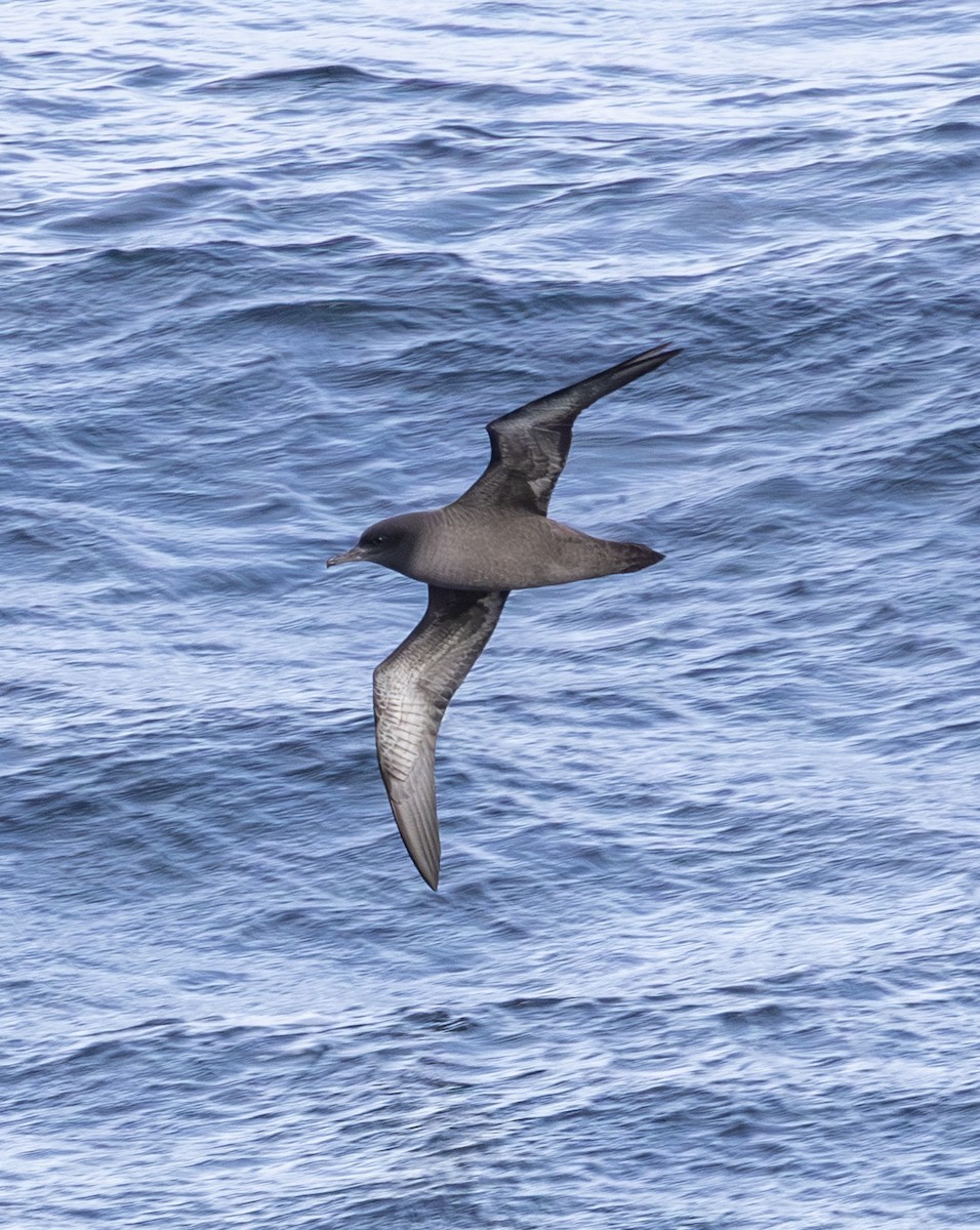 Sooty/Short-tailed Shearwater - ML643123168
