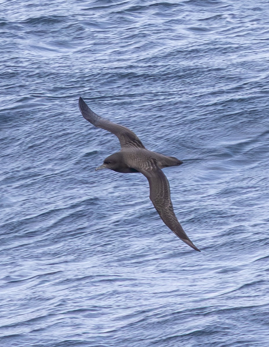 Sooty/Short-tailed Shearwater - ML643123169