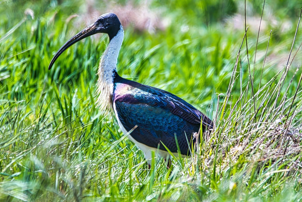 Straw-necked Ibis - ML643123178