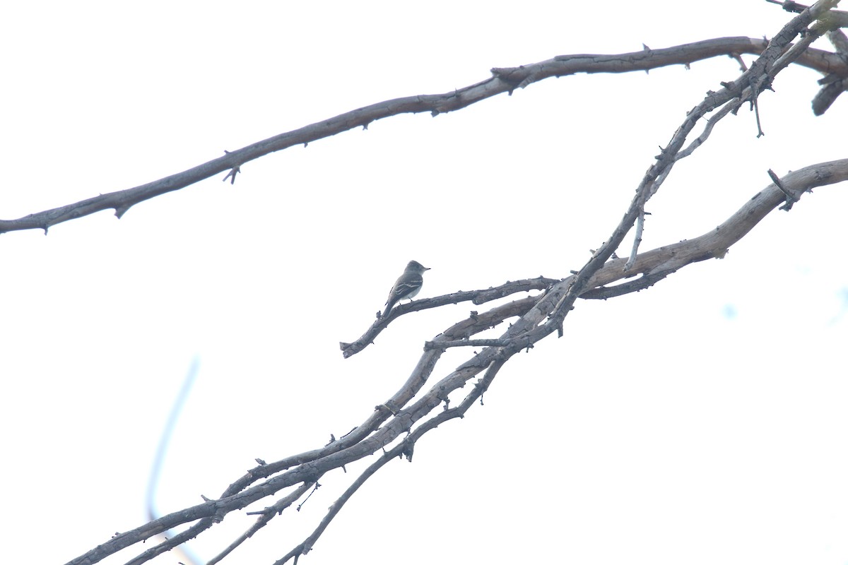Western Wood-Pewee - ML643123187