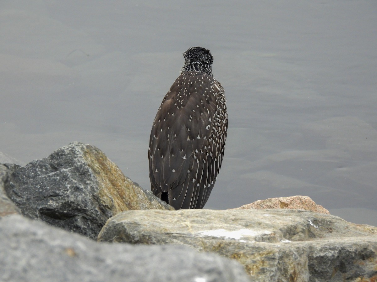 Yellow-crowned Night Heron - ML643123189
