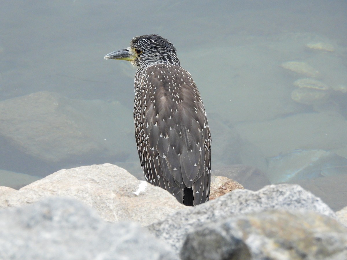 Yellow-crowned Night Heron - ML643123190
