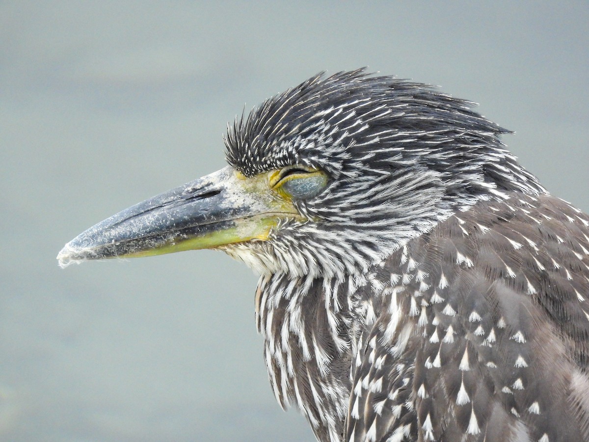 Yellow-crowned Night Heron - ML643123195
