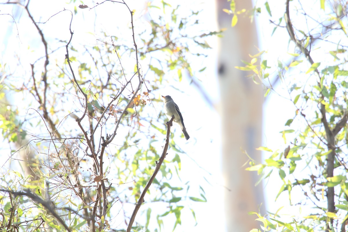 Western Wood-Pewee - ML643123203