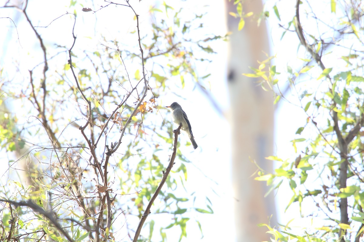 Western Wood-Pewee - ML643123204
