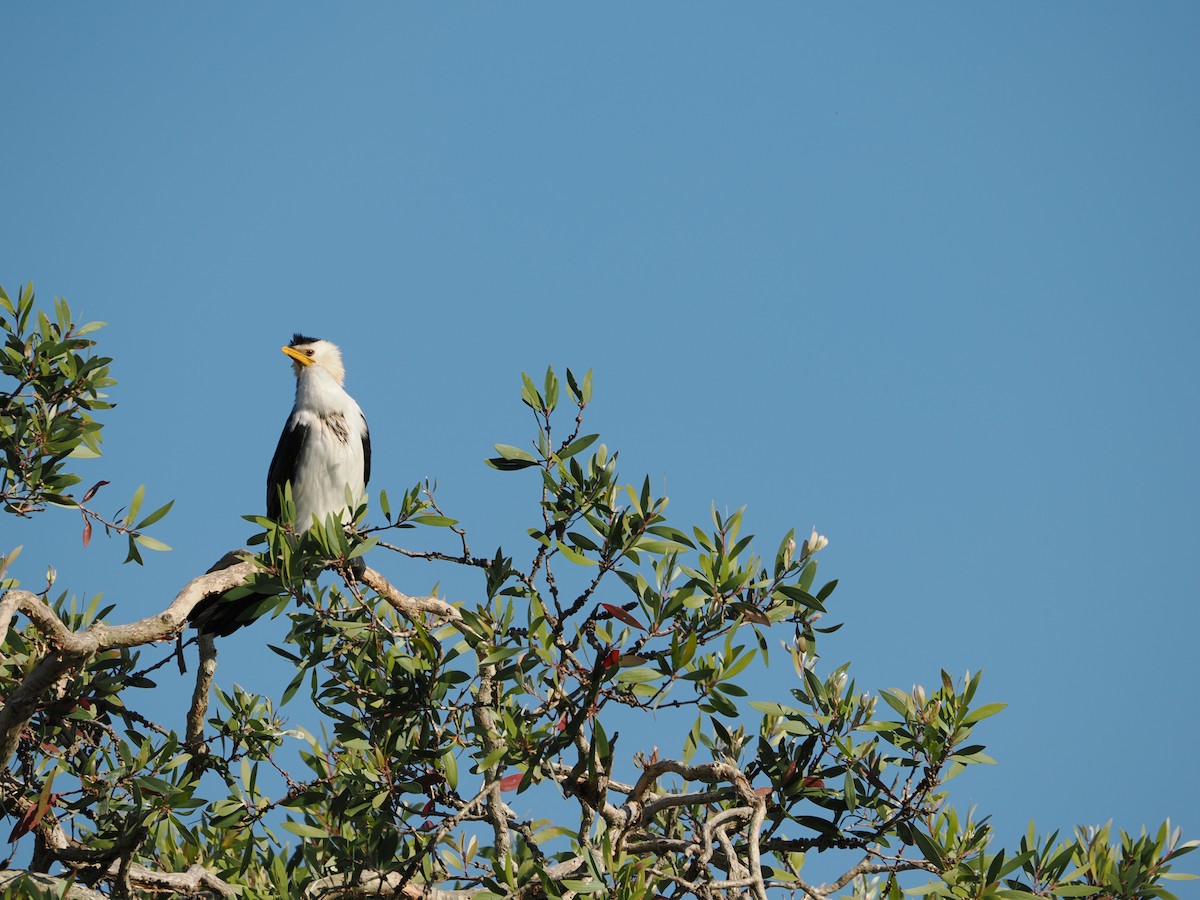 Little Pied Cormorant - ML643123227