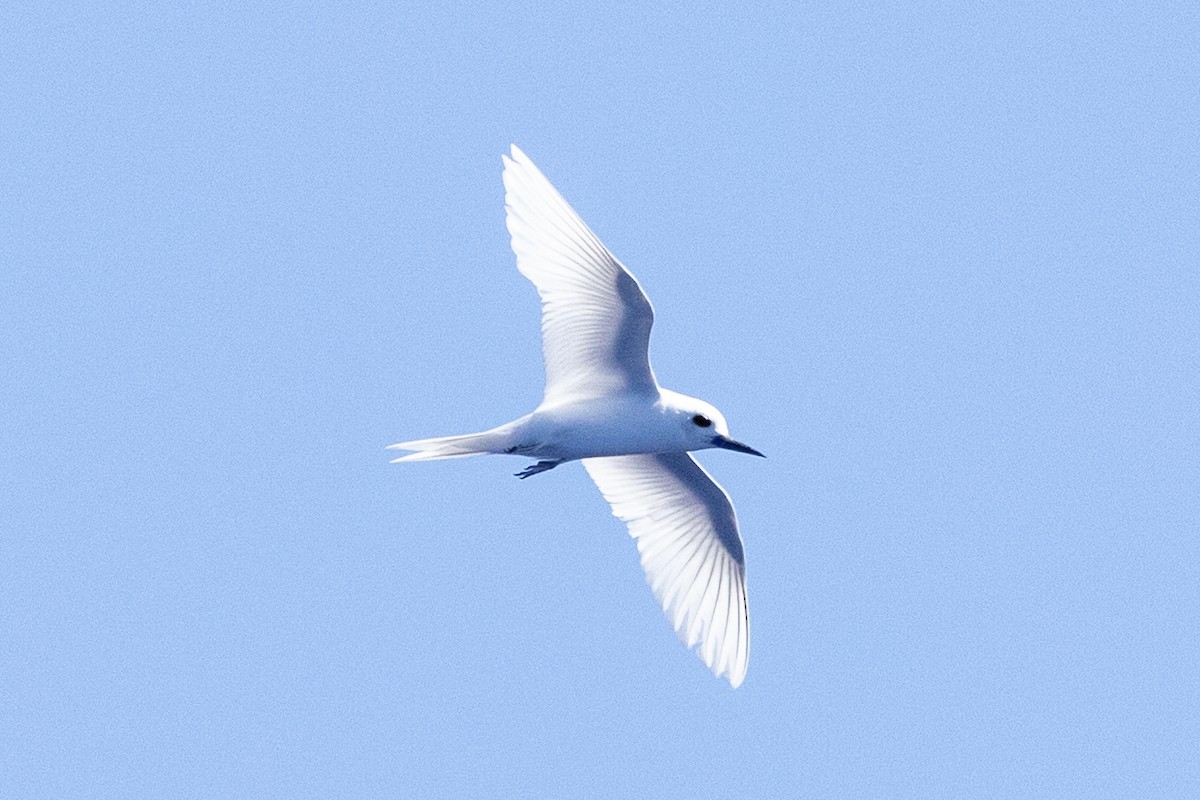 White Tern - ML643123238