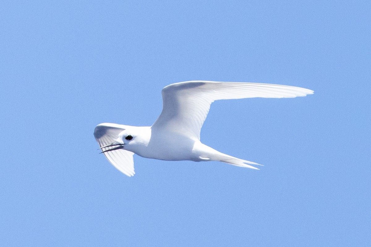 White Tern - ML643123239