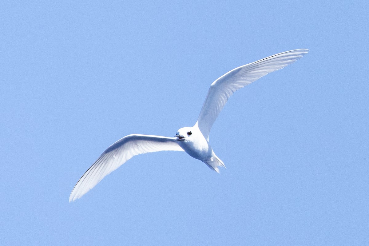White Tern - ML643123240