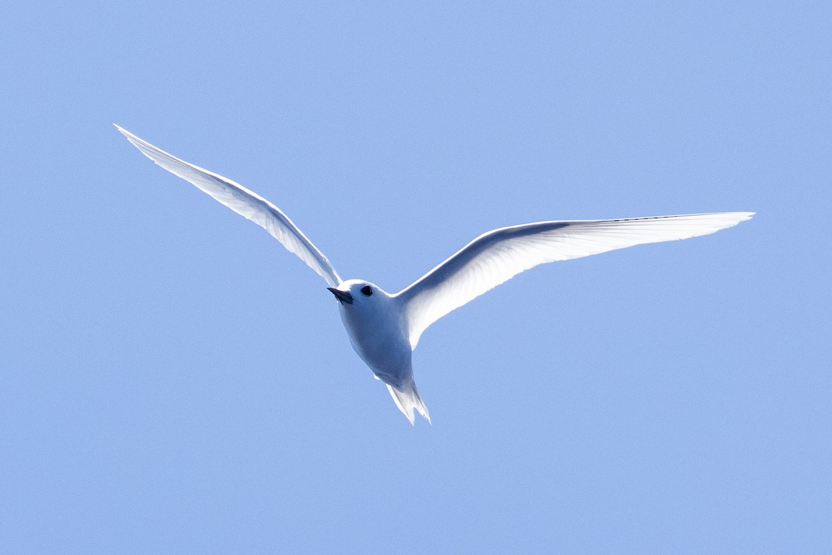 White Tern - ML643123241