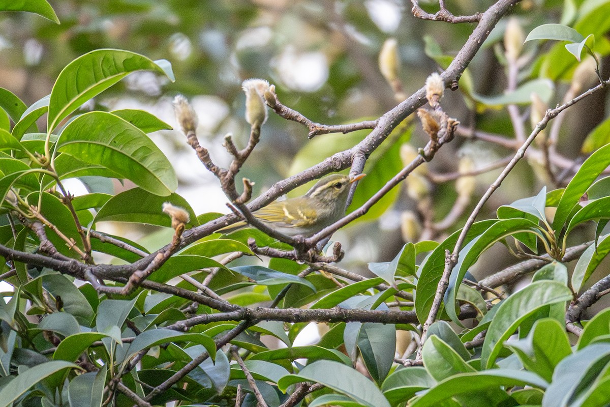 柳鶯/鶲鶯類(Phylloscopus) - ML643123242