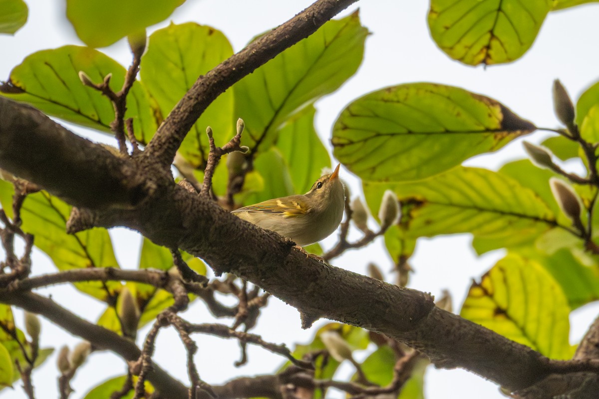 柳鶯/鶲鶯類(Phylloscopus) - ML643123243