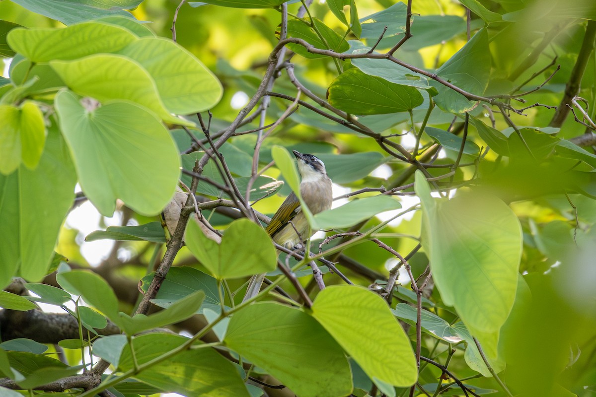 白頭翁 - ML643123246