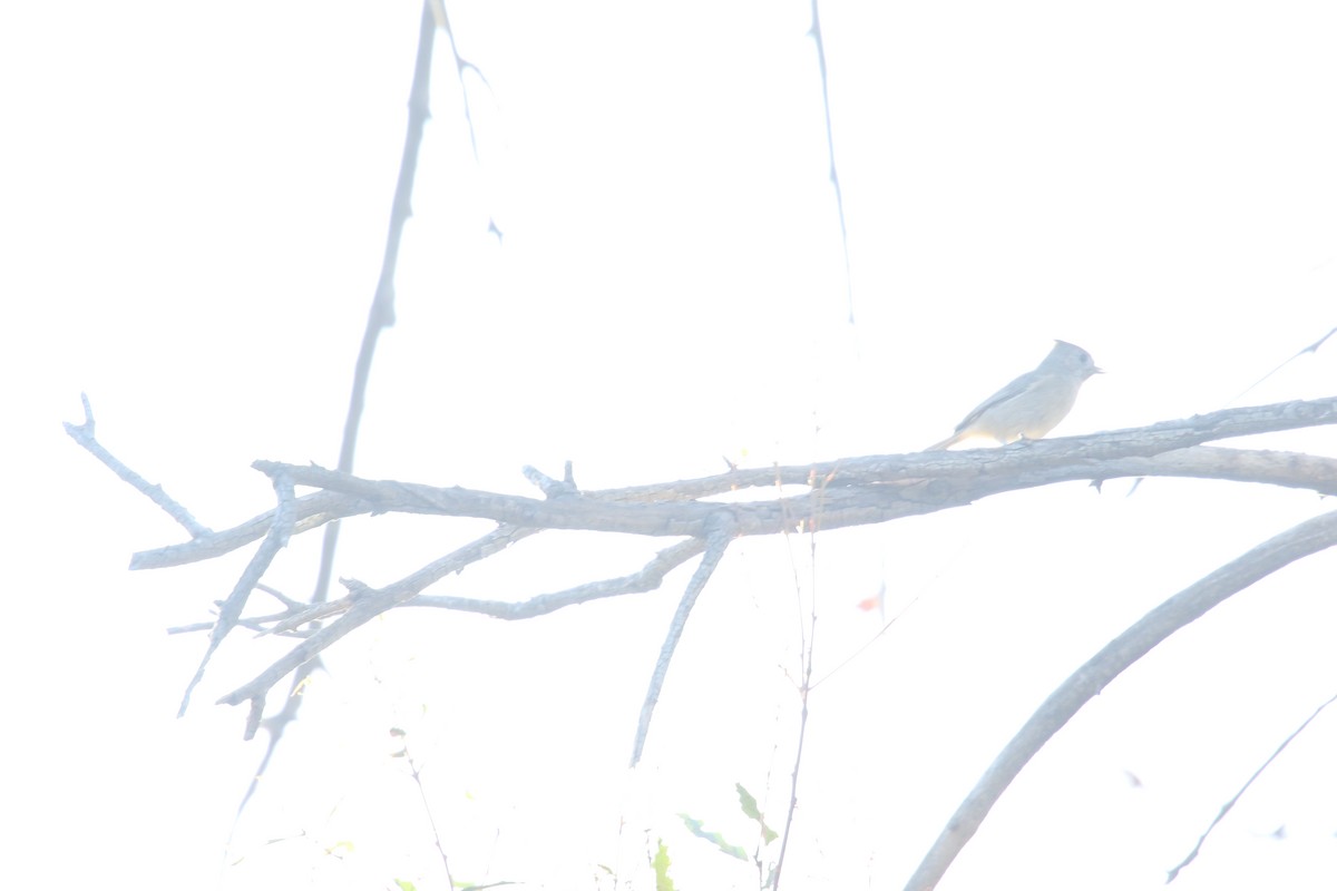 Oak Titmouse - ML643123249