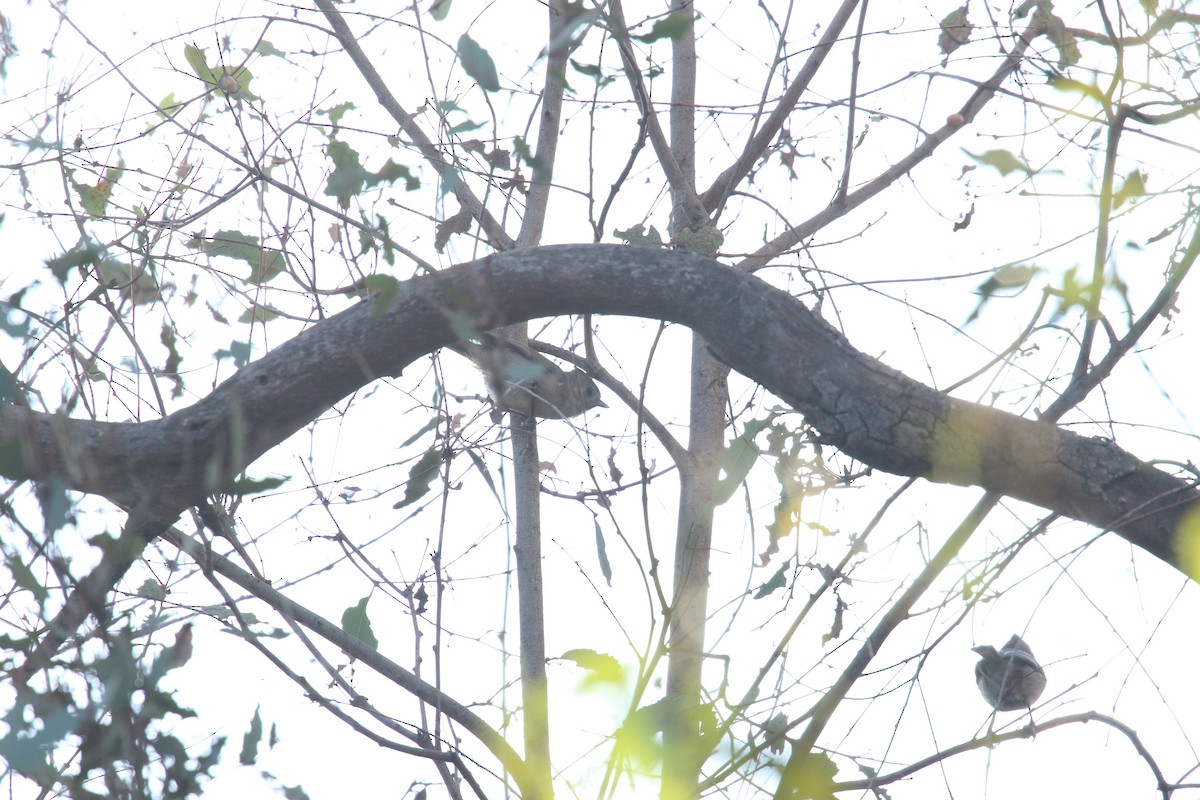 Oak Titmouse - ML643123250
