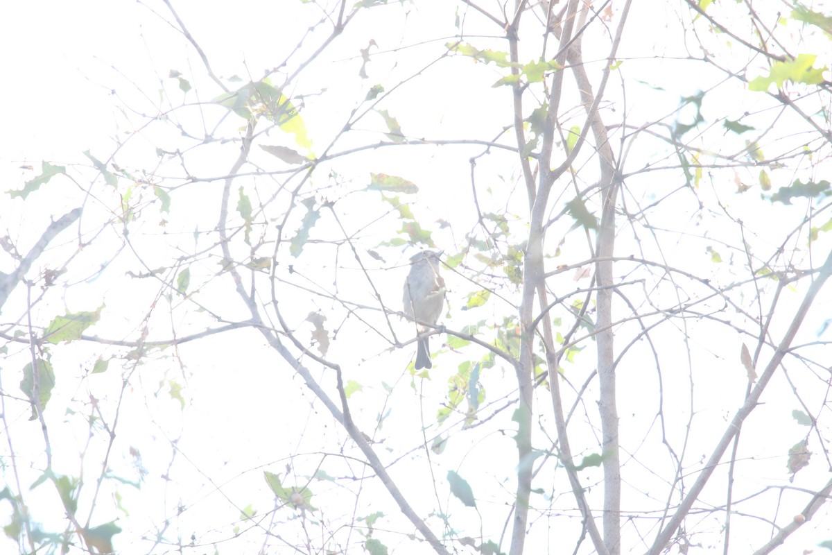 Oak Titmouse - ML643123251