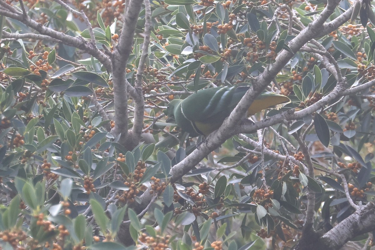 カマバネキヌバト - ML643123258