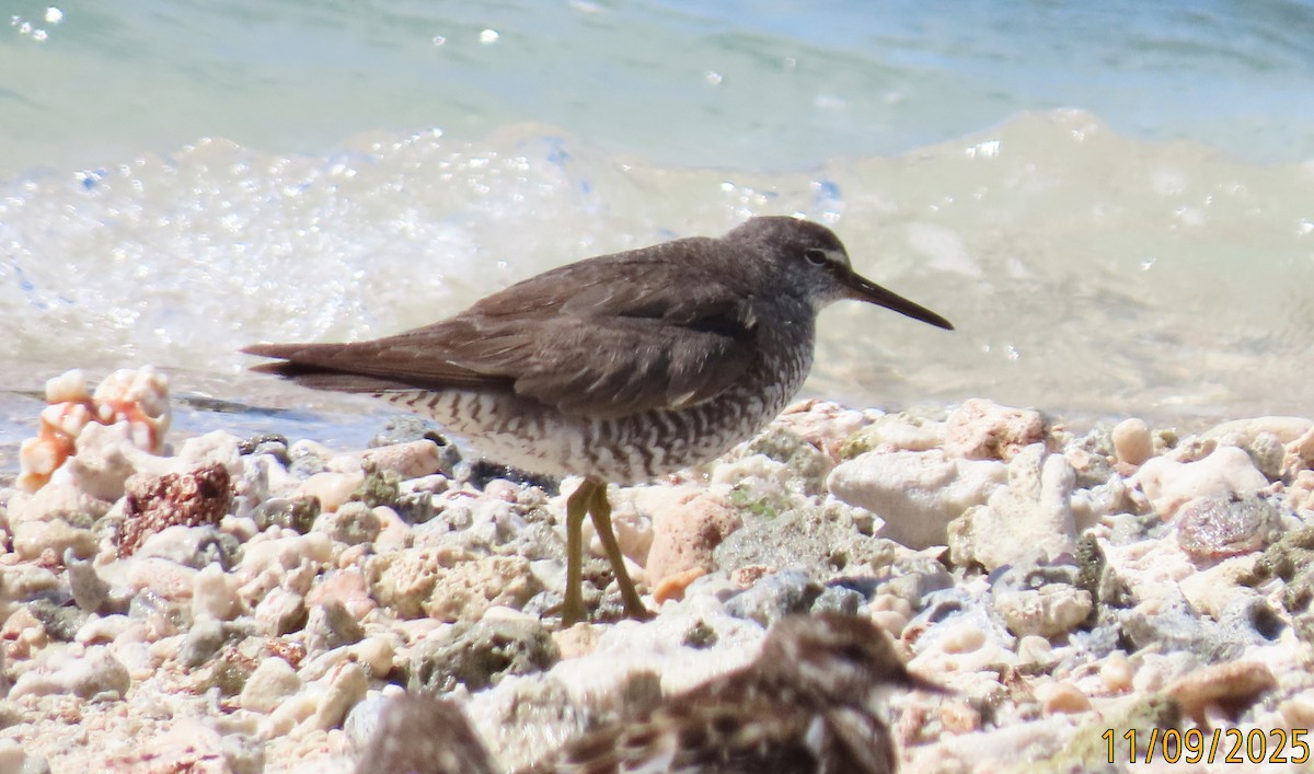 Wandering Tattler - ML643123260