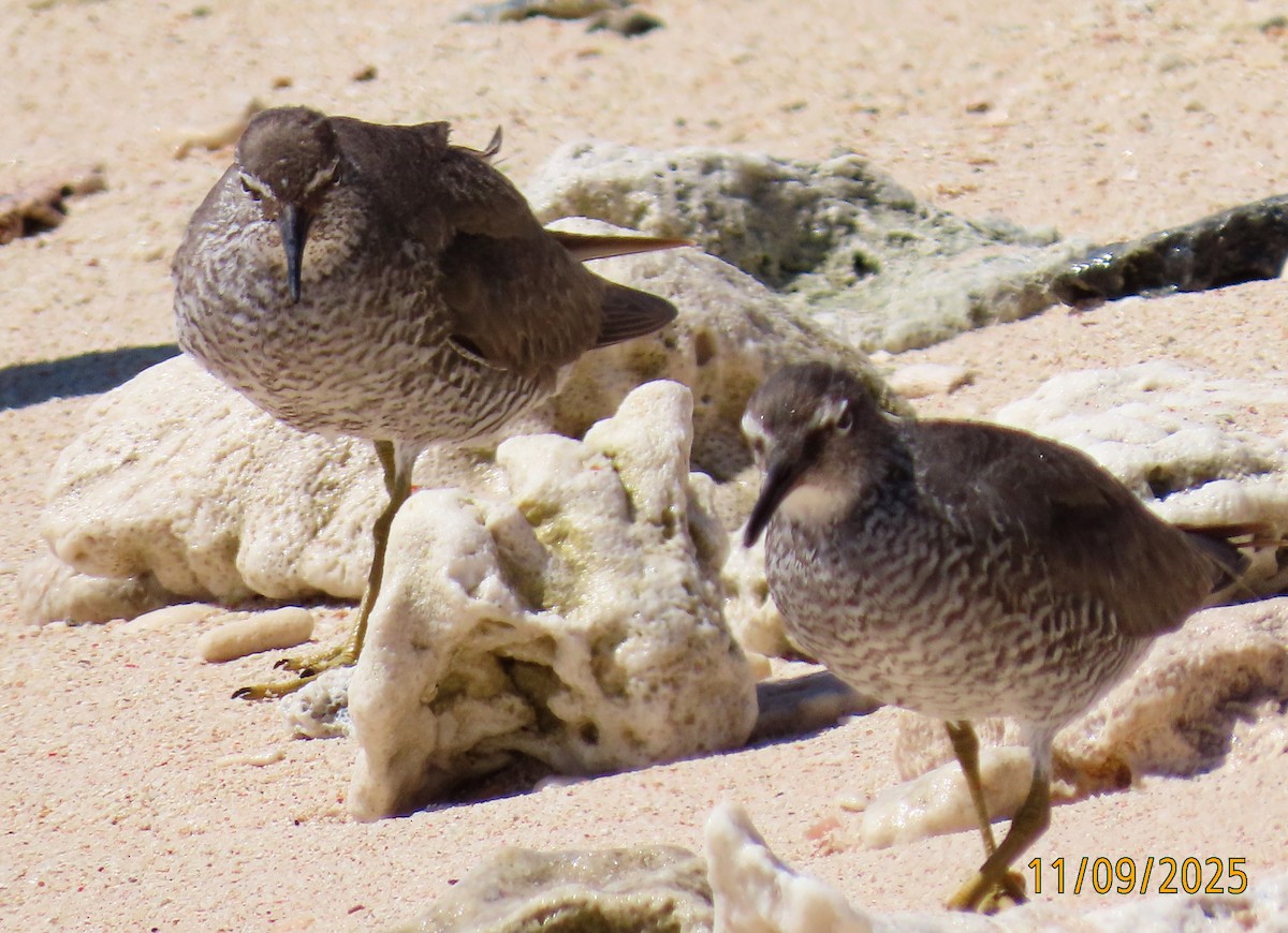 Wandering Tattler - ML643123261