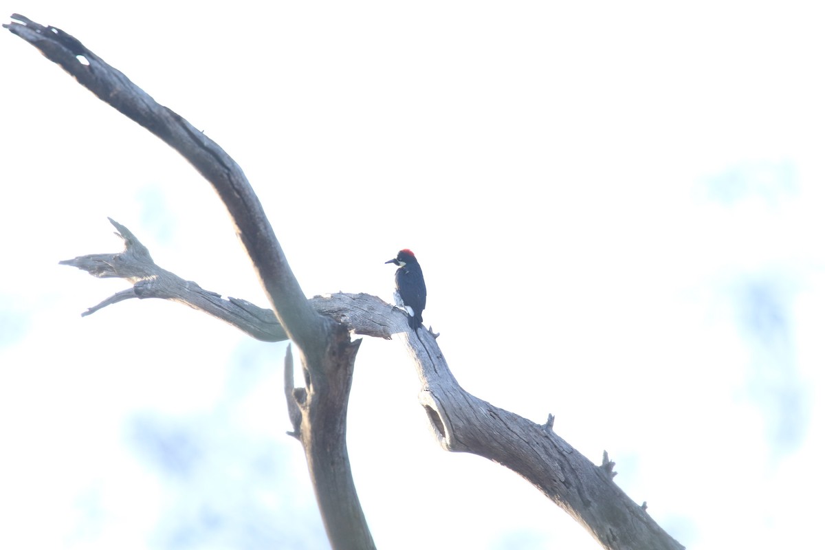 Acorn Woodpecker - ML643123269