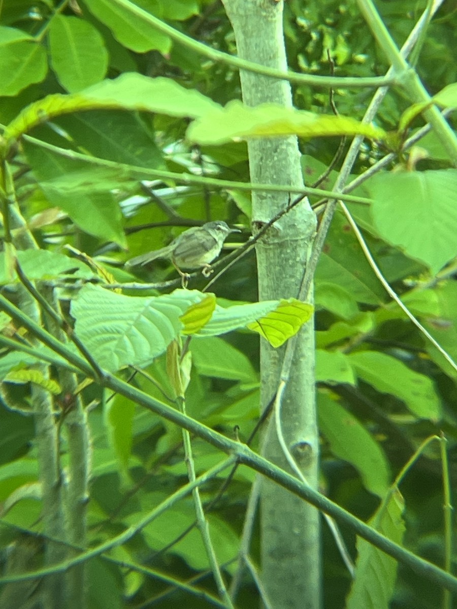 Yellow-bellied Prinia - ML643123272