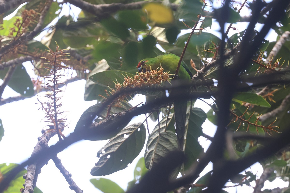 New Caledonian Parakeet - ML643123276