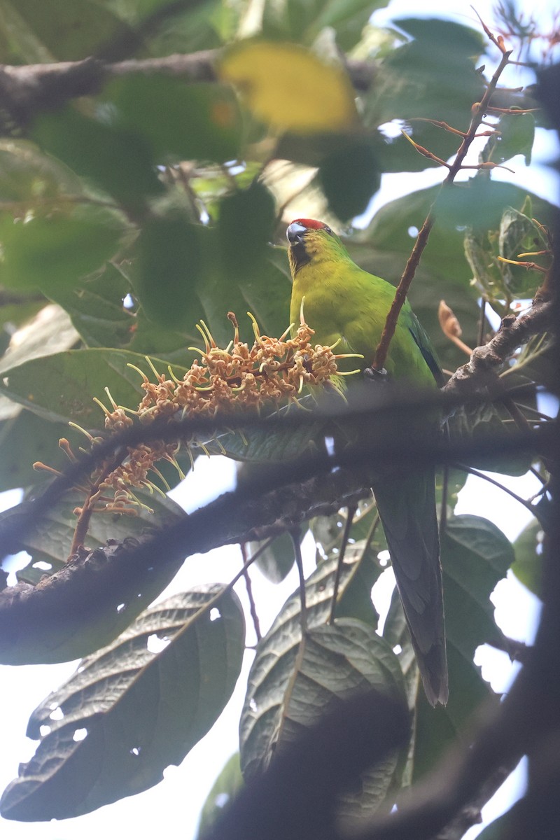 New Caledonian Parakeet - ML643123277
