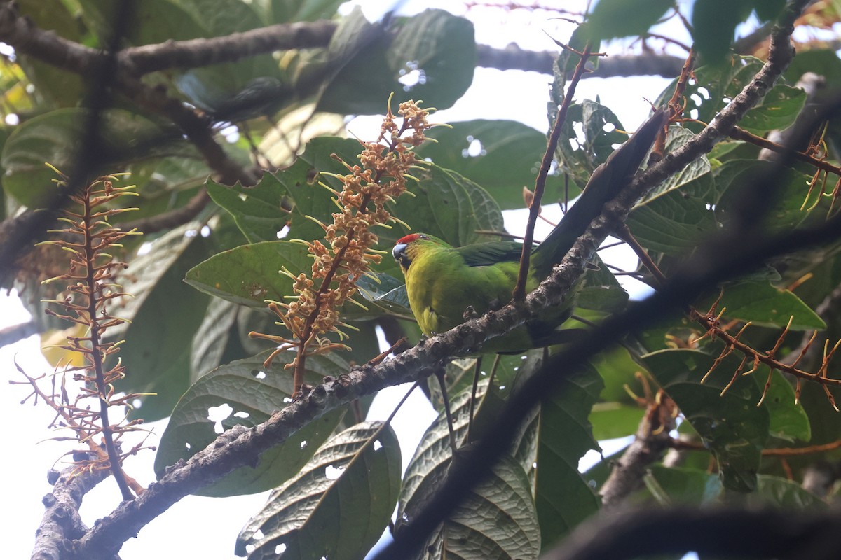 New Caledonian Parakeet - ML643123278