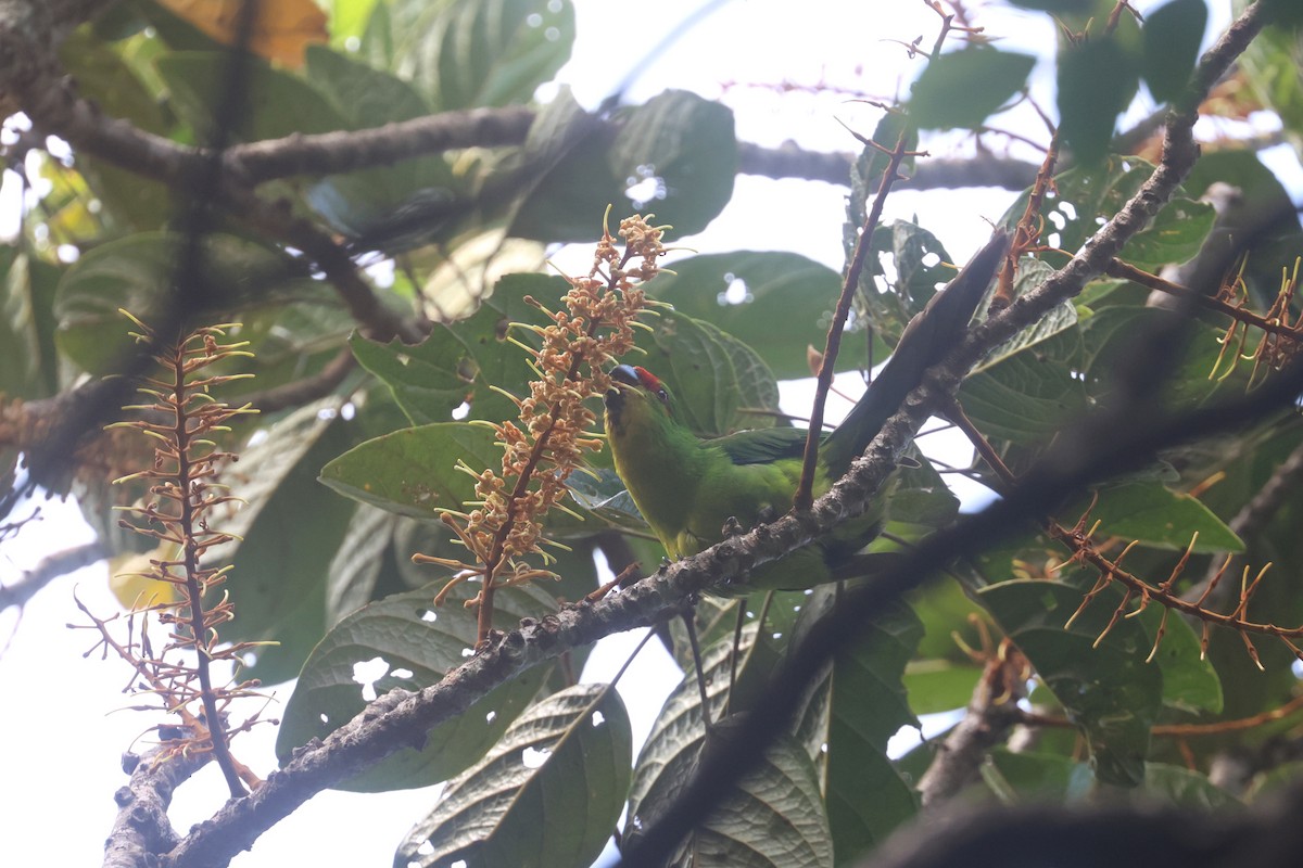 New Caledonian Parakeet - ML643123279