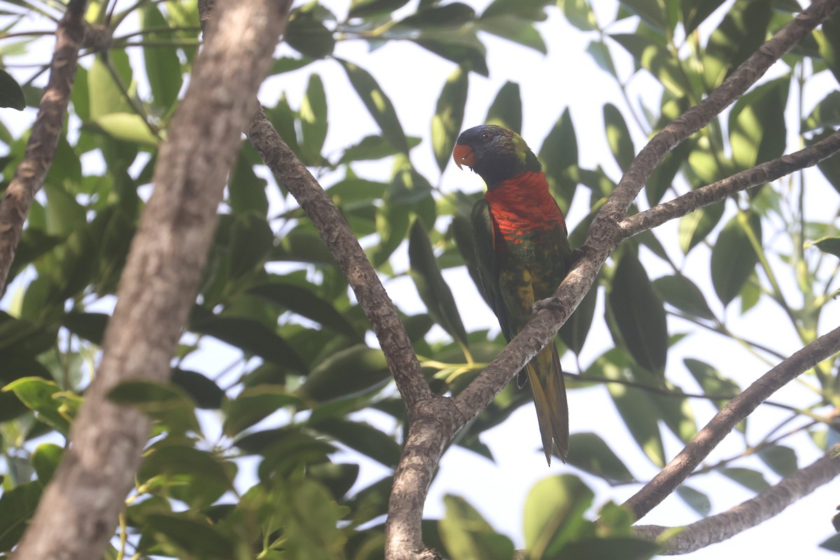 Coconut Lorikeet - ML643123281