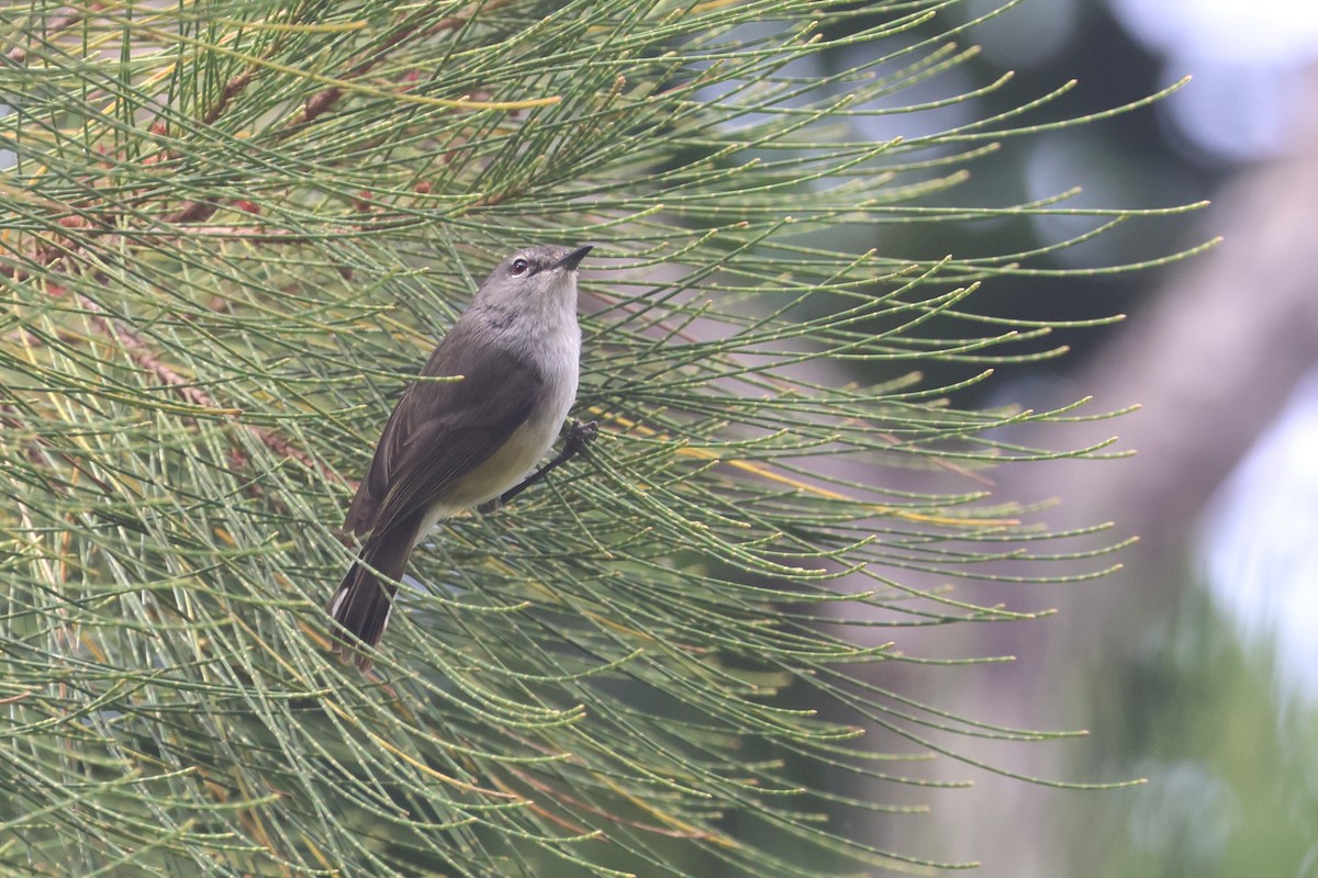 Fan-tailed Gerygone - ML643123287