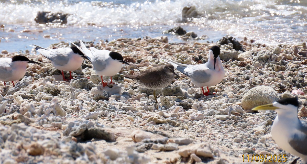 Roseate Tern - ML643123290